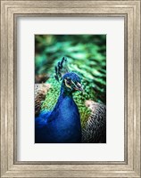 Framed Peacock V