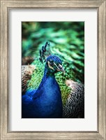 Framed Peacock V