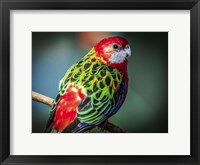 Framed Colorfull Bird