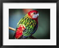 Framed Colorfull Bird
