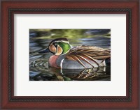 Framed Colorfull Duck