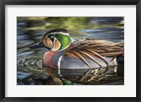 Framed Colorfull Duck