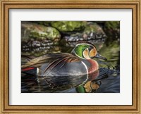 Framed Colorfull Duck II