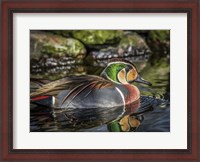 Framed Colorfull Duck II