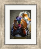 Framed Mandarin Duck II