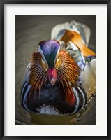 Framed Mandarin Duck II