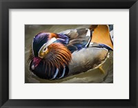 Framed Mandarin Duck III