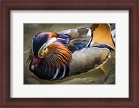 Framed Mandarin Duck III