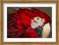 Framed Ara Parrot Close Up