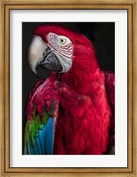 Framed Ara Parrot