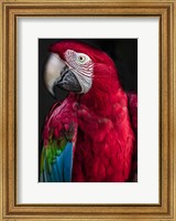 Framed Ara Parrot