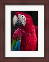Framed Ara Parrot