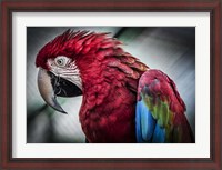 Framed Ara Parrot II