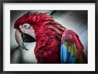Framed Ara Parrot II