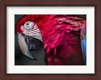 Framed Ara Parrot Close Up II