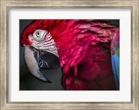Framed Ara Parrot Close Up II