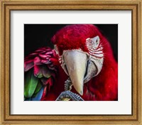 Framed Ara Parrot  III