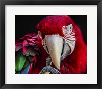 Framed Ara Parrot  III