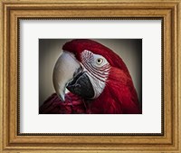 Framed Ara Parrot Close Up III