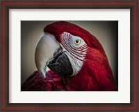 Framed Ara Parrot Close Up III