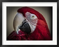 Framed Ara Parrot Close Up III