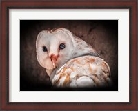 Framed Screech Owl
