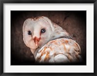 Framed Screech Owl