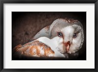 Framed Screech Owl II
