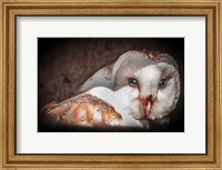 Framed Screech Owl II