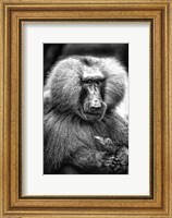 Framed Baboon  Black & White