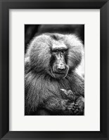 Framed Baboon  Black & White