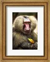 Framed Baboon