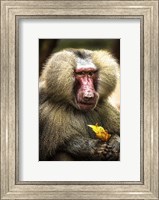 Framed Baboon