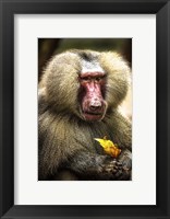 Framed Baboon