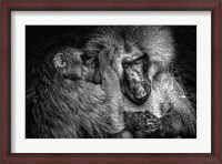 Framed Baboon II Black & White