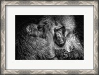 Framed Baboon II Black & White