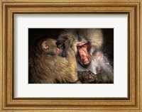 Framed Baboon II