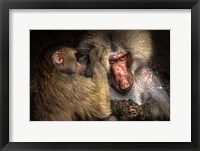 Framed Baboon II