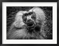 Framed Baboon III Black & White