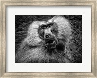 Framed Baboon III Black & White