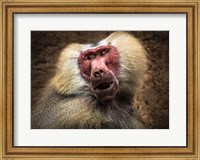 Framed Baboon III