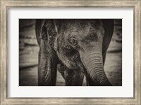Framed Young Elephant sepia
