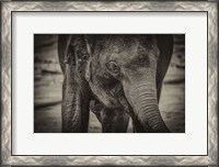 Framed Young Elephant sepia