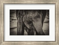 Framed Young Elephant sepia