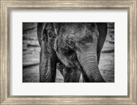 Framed Young Elephant Black & White