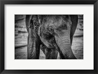 Framed Young Elephant Black & White