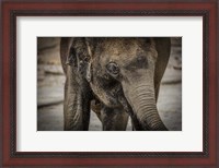 Framed Young Elephant