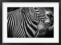 Framed Zebra Black & White