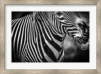 Framed Zebra Black & White