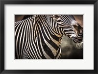 Framed Zebra